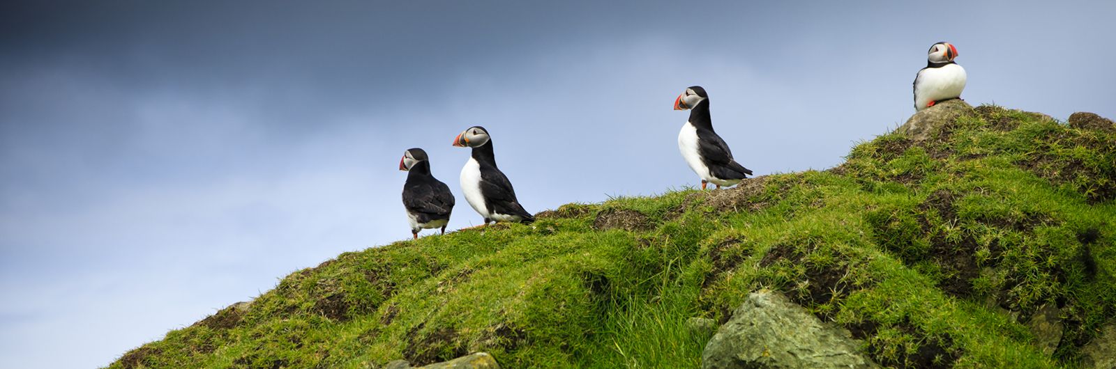 Frailecillos en Islandia