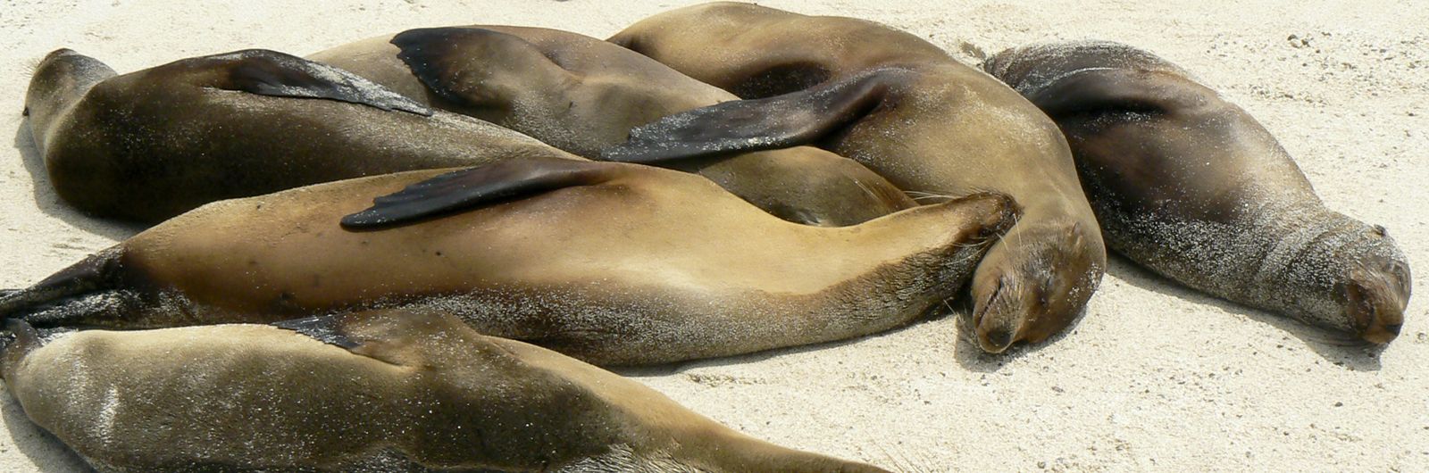 ecuador galpagos leones marinos