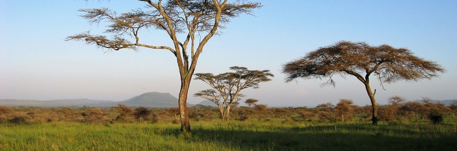 tanzania acacias