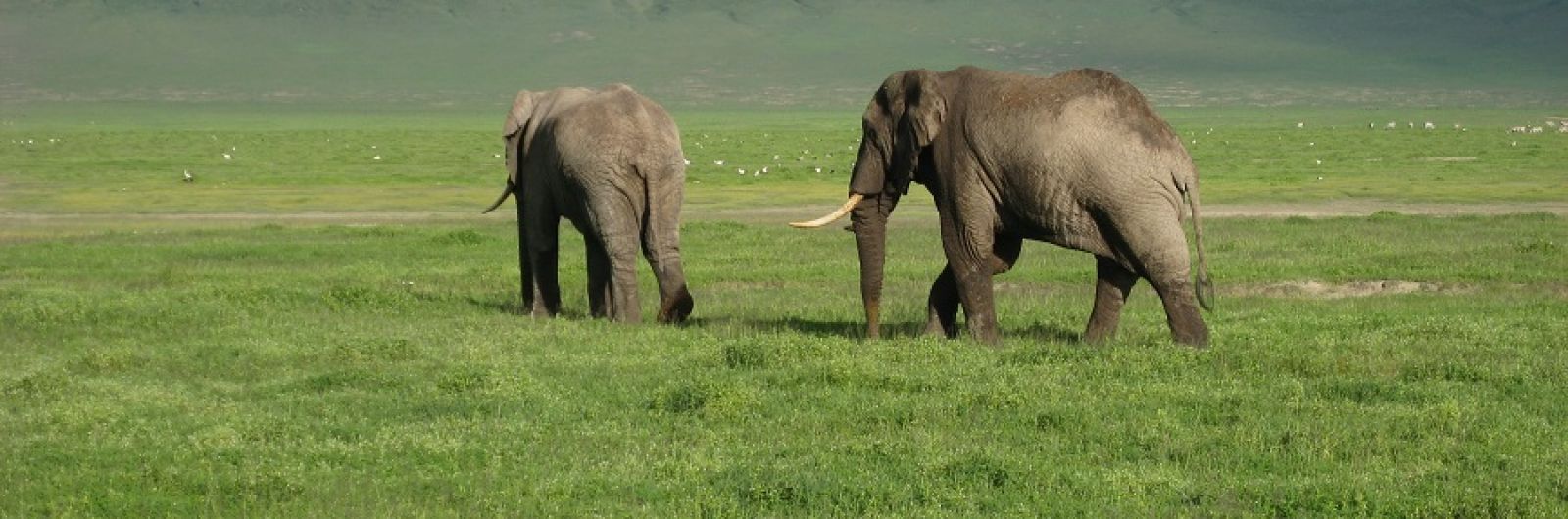 tanzaniia parrque nacional ngorongoro