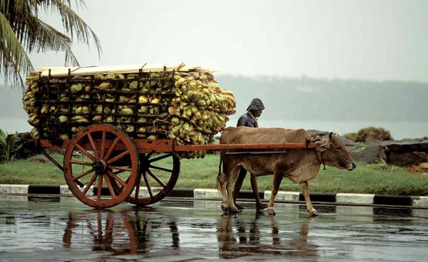 pescadores en sri lanka