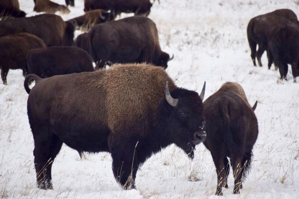 parque nacional Grand Teton