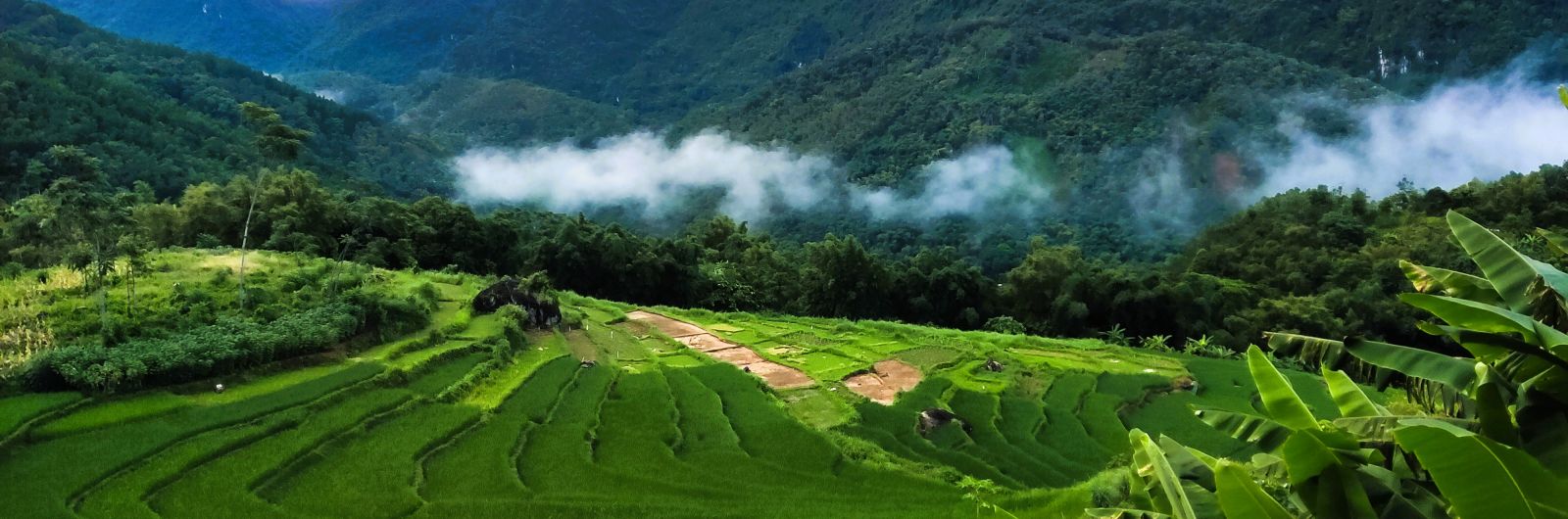 vietnam arrozales