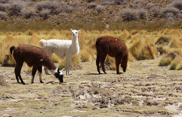 Bolivia Laguna Verde