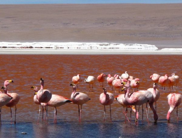 Bolivia Laguna Verde