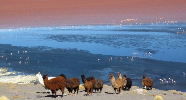 Bolivia Laguna Verde