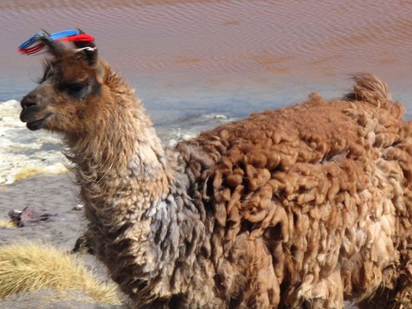 Bolivia Laguna Verde