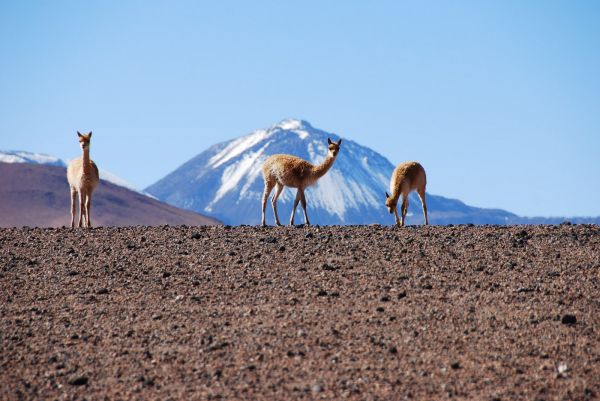 Bolivia Laguna Verde