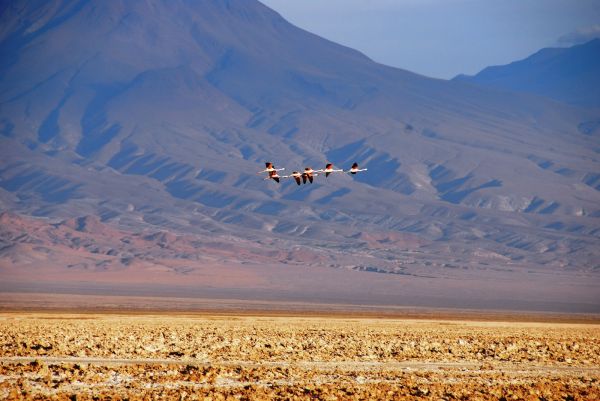 Bolivia Laguna Verde