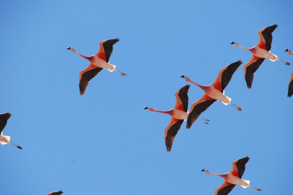 Bolivia Laguna Verde