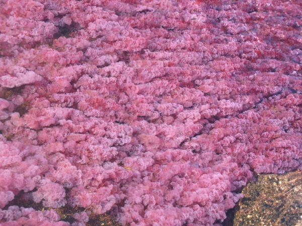 Cao Cristales Colombia