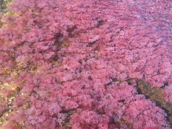 Cao Cristales Colombia