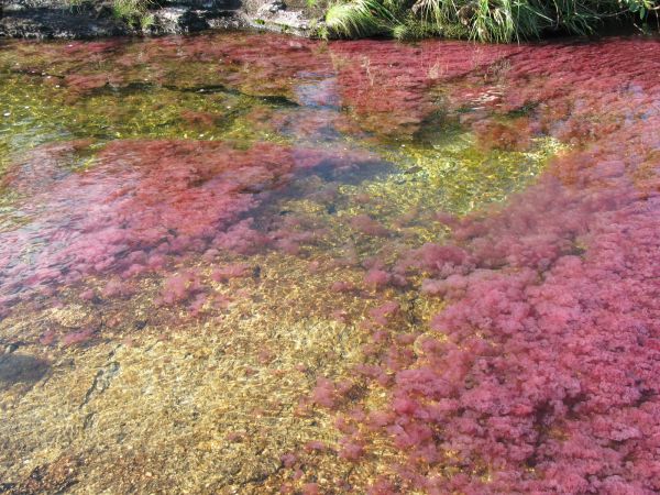 Cao Cristales Colombia