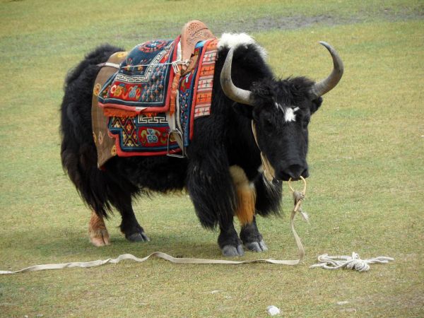 Ladakh - Cachemira
