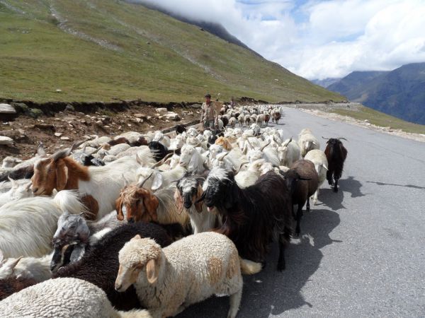 Ladakh - Cachemira