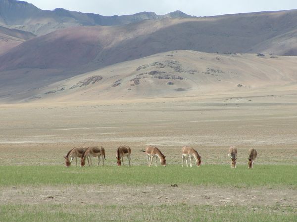 Ladakh - Cachemira