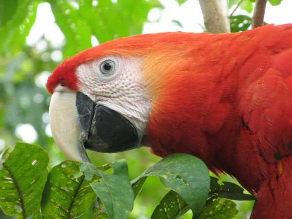 Cao Cristales Colombia