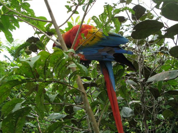 Cao Cristales Colombia