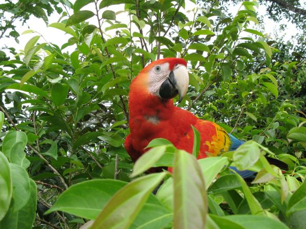 Cao Cristales Colombia