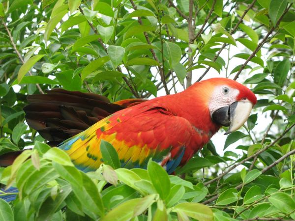 Cao Cristales Colombia
