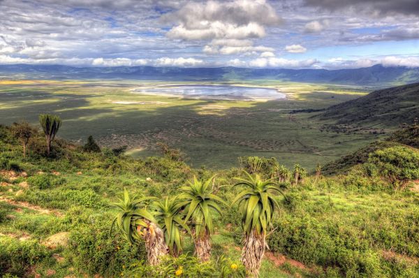 tanzania jirafa