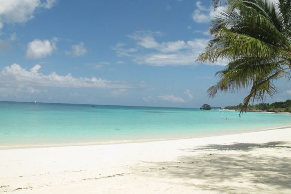 tanzania jirafa