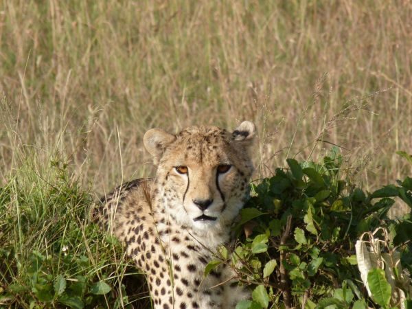 tanzania jirafa