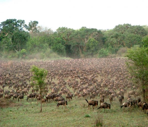tanzania jirafa
