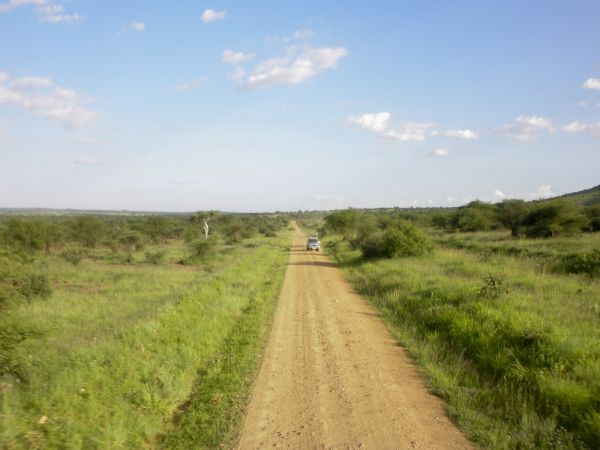 tanzania acacias