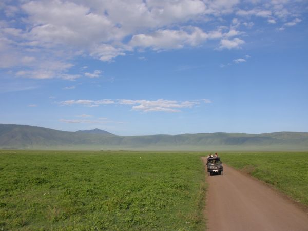 tanzania acacias
