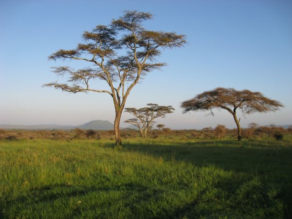 tanzania acacias