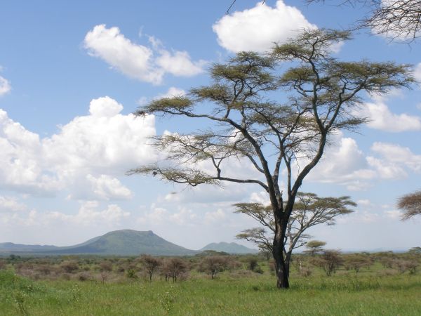 tanzania acacias