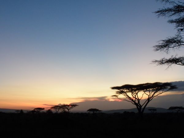 tanzania acacias