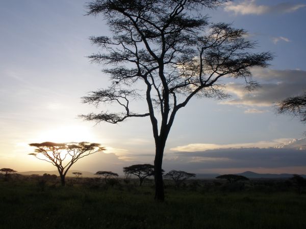 tanzania acacias