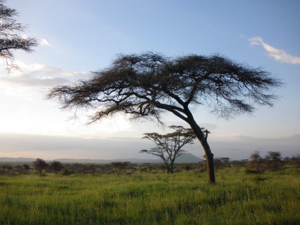 tanzania acacias