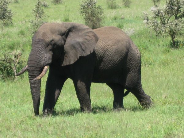 tanzania acacias