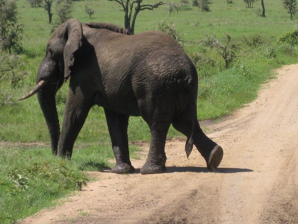 tanzania acacias