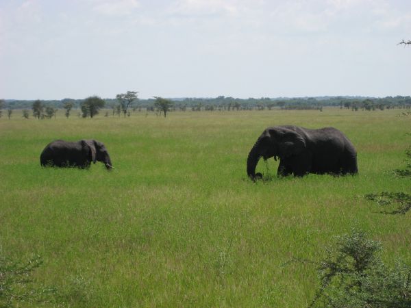 tanzania acacias