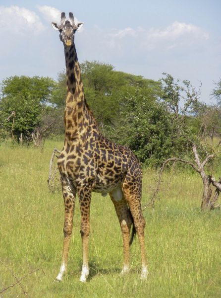 tanzania acacias