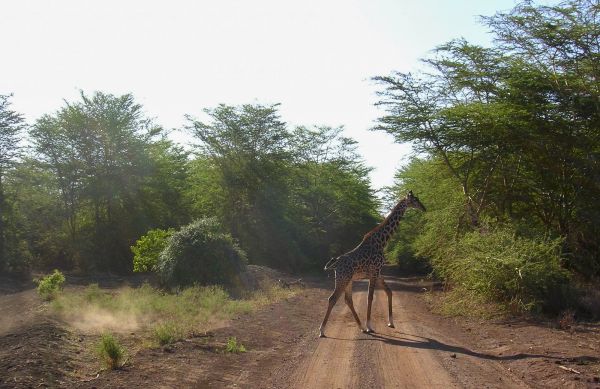 tanzania acacias