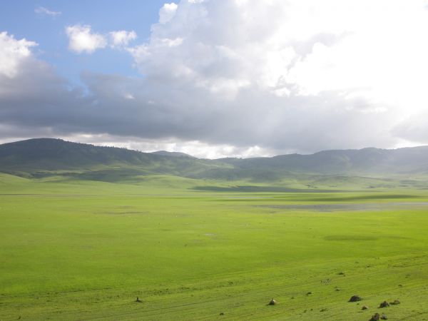 tanzania acacias