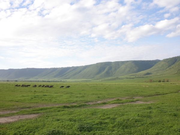 tanzania acacias