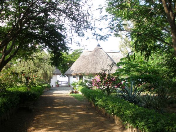 tanzania acacias