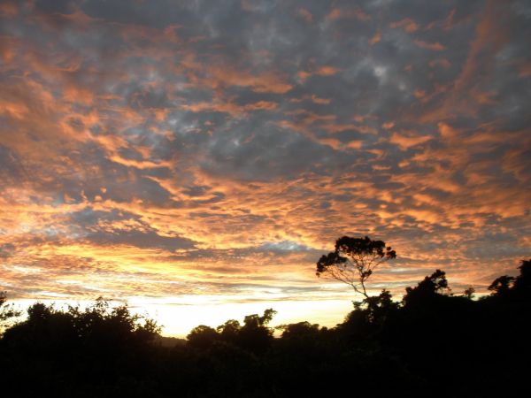 tanzania acacias