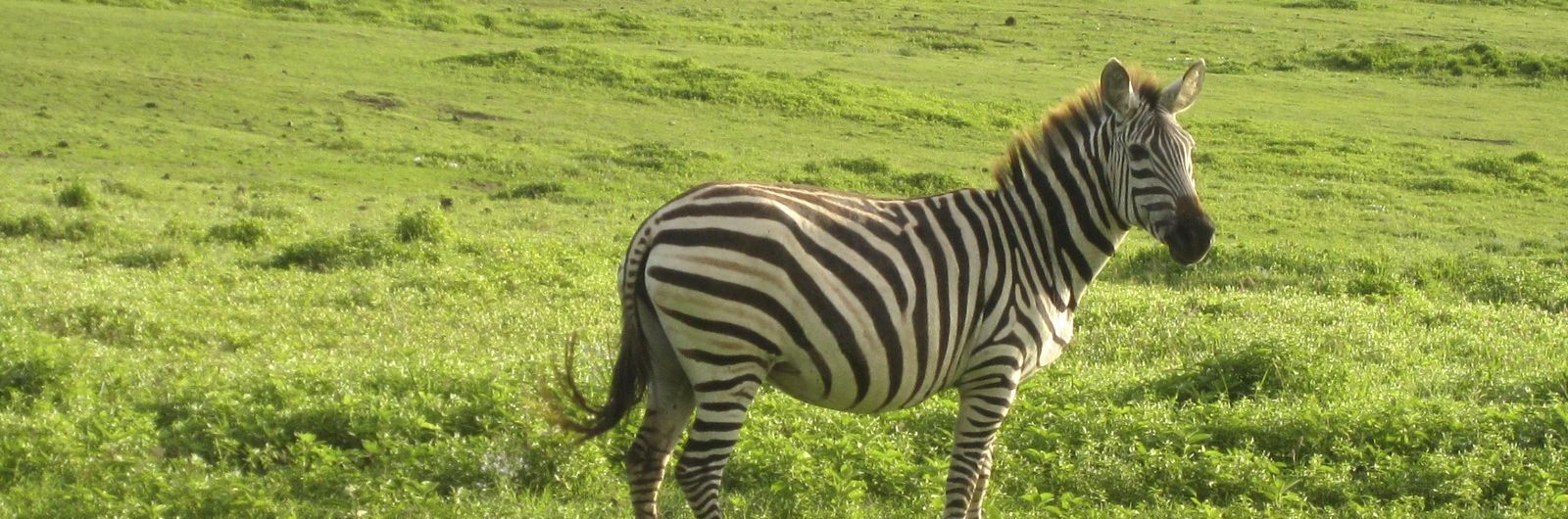tanzania cebra