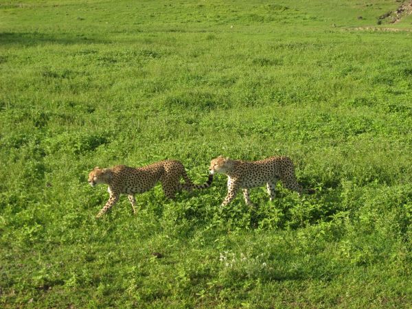 tanzania acacias