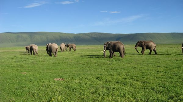 tanzania acacias