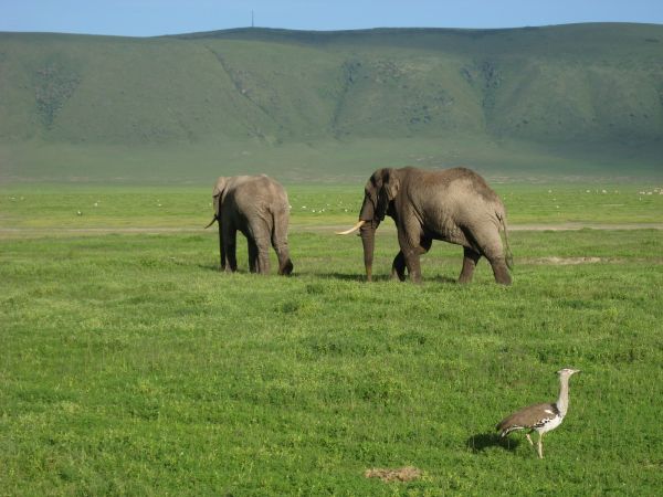 tanzania acacias