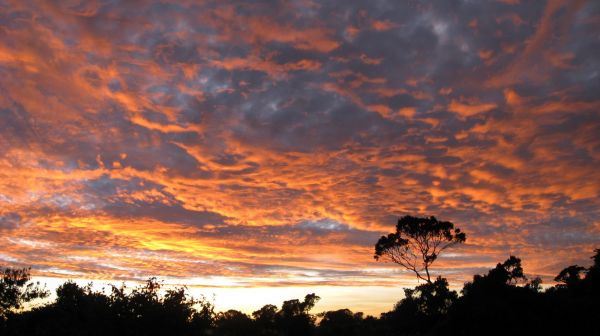 tanzania acacias