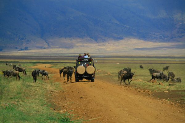 tanzania acacias